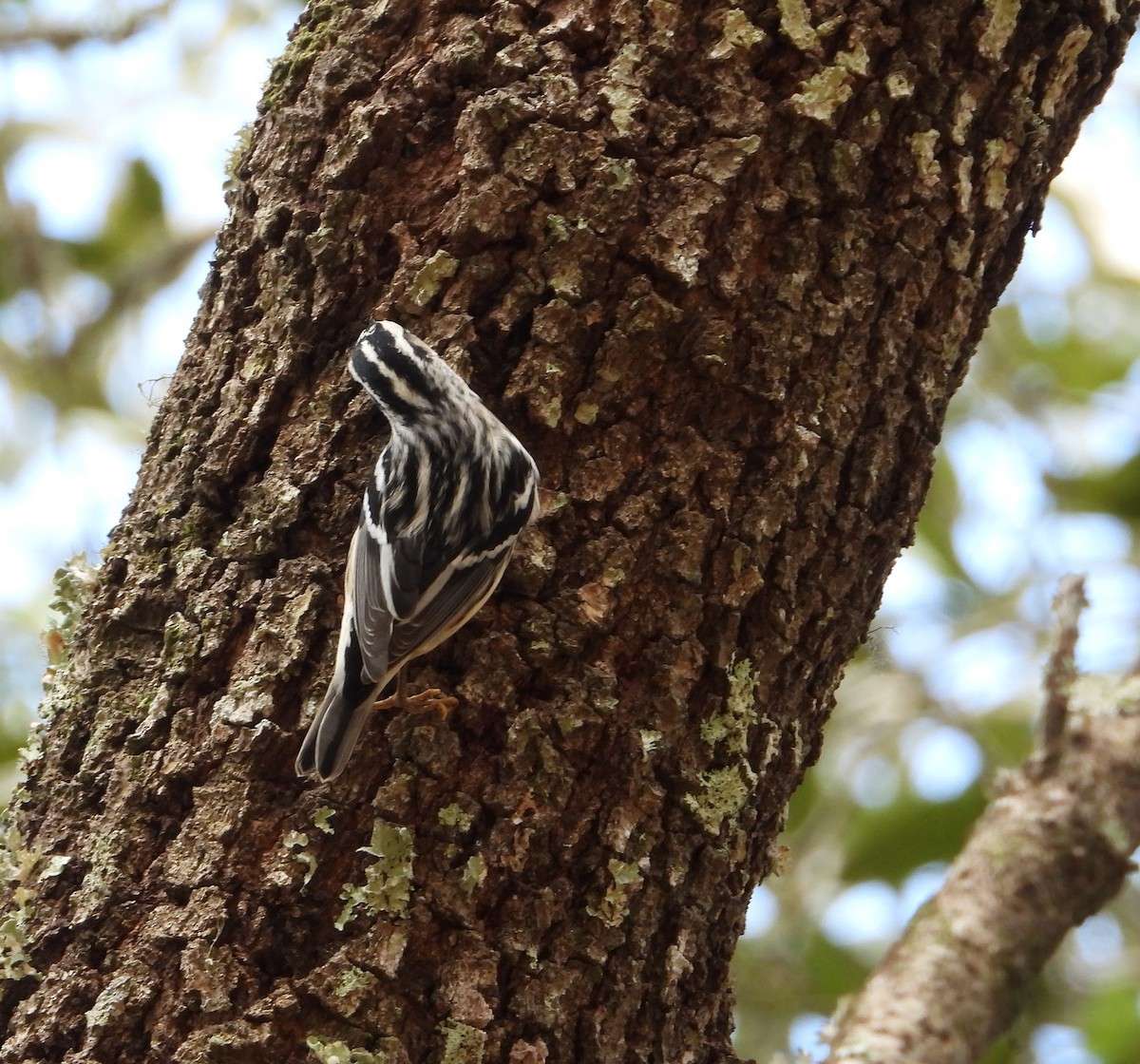 Black-and-white Warbler - ML642885822