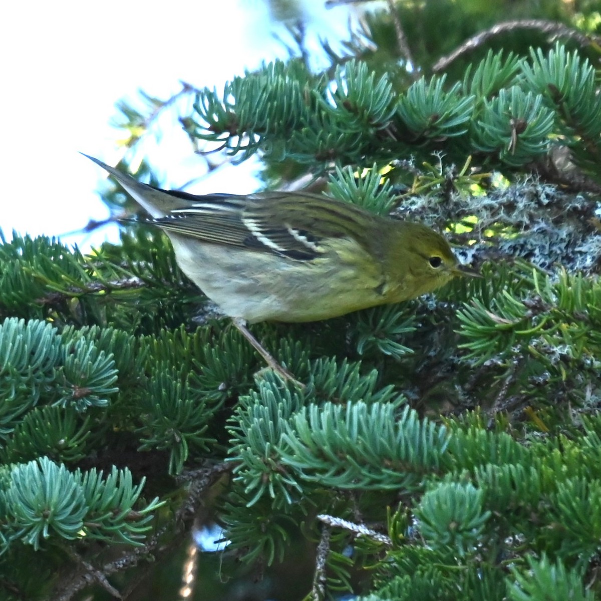 Blackpoll Warbler - ML642885825