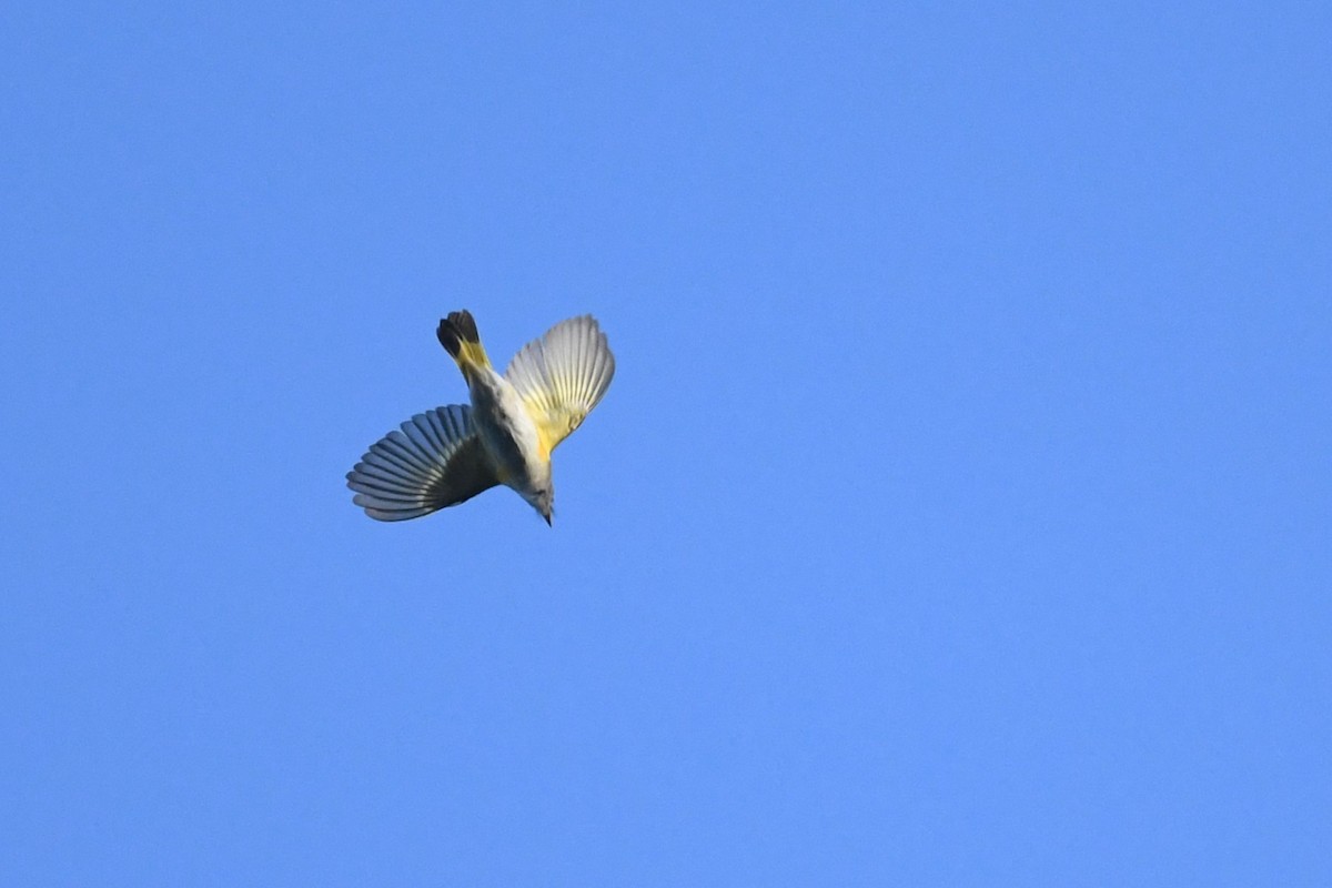 American Redstart - ML642885826