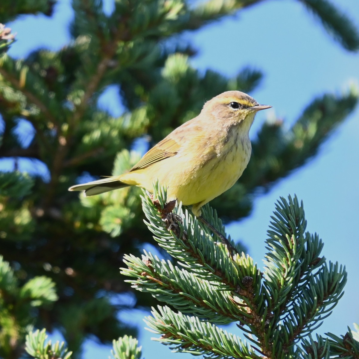 Palm Warbler - ML642885828