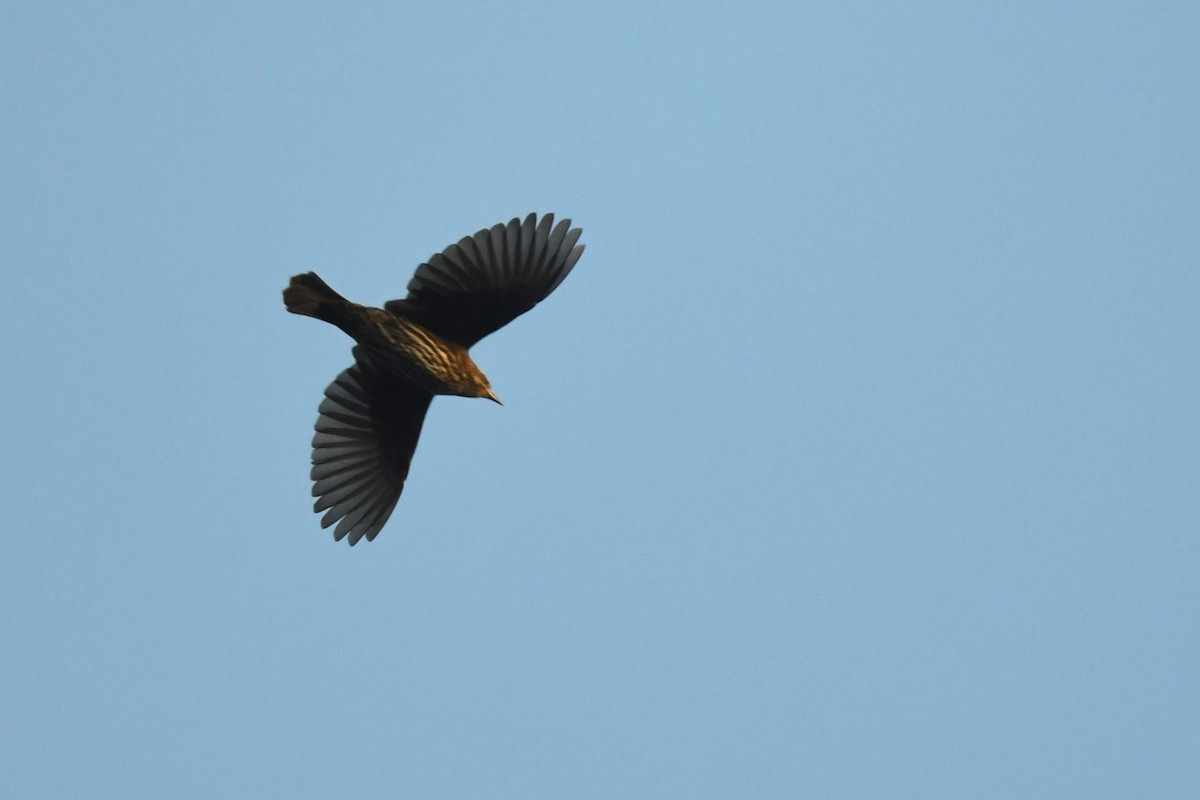 Red-winged Blackbird - ML642885832