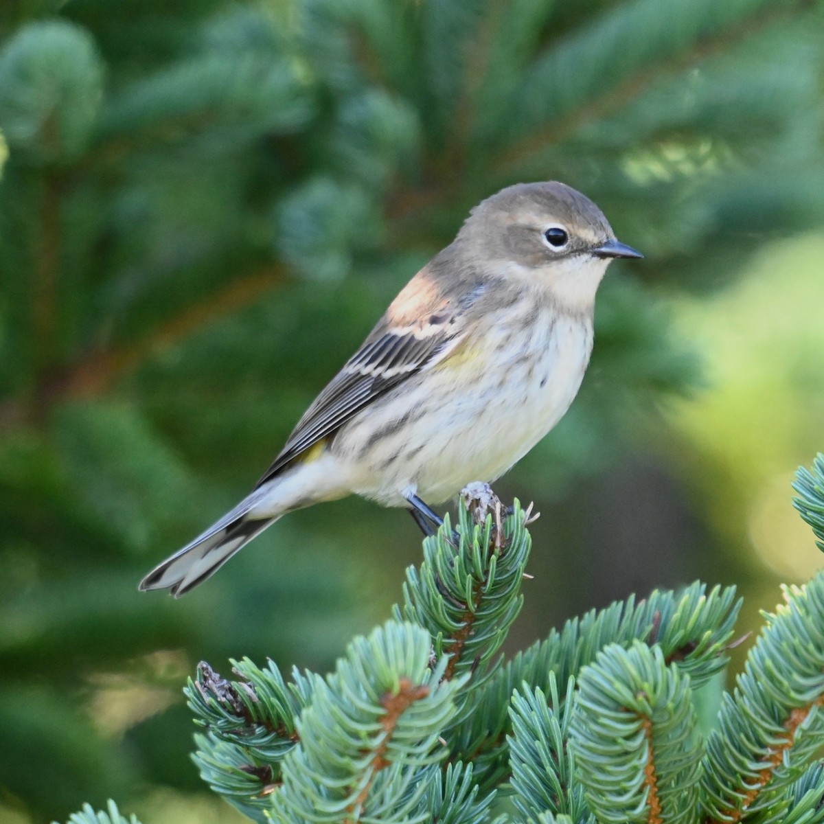 Yellow-rumped Warbler - ML642885834
