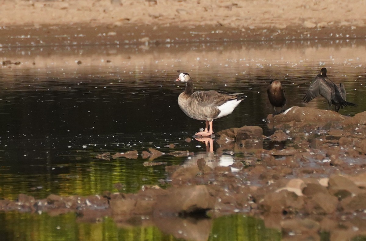 Domestic goose sp. x Canada Goose (hybrid) - ML642885837