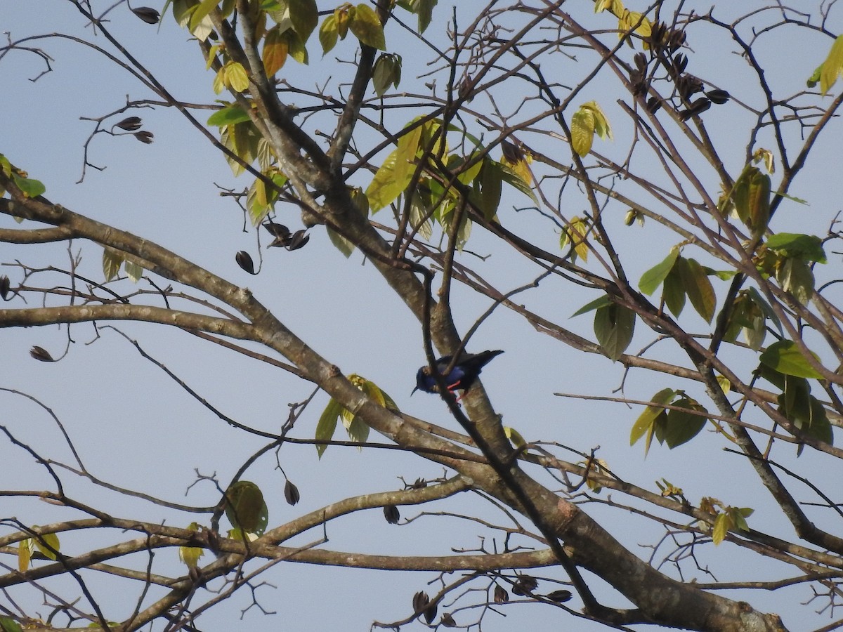 Red-legged Honeycreeper - ML642885854