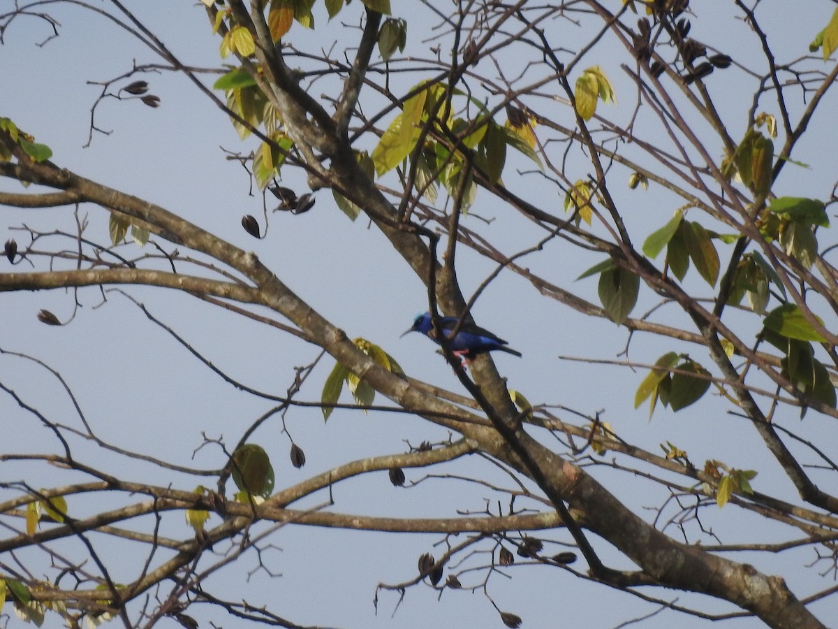 Red-legged Honeycreeper - ML642885856