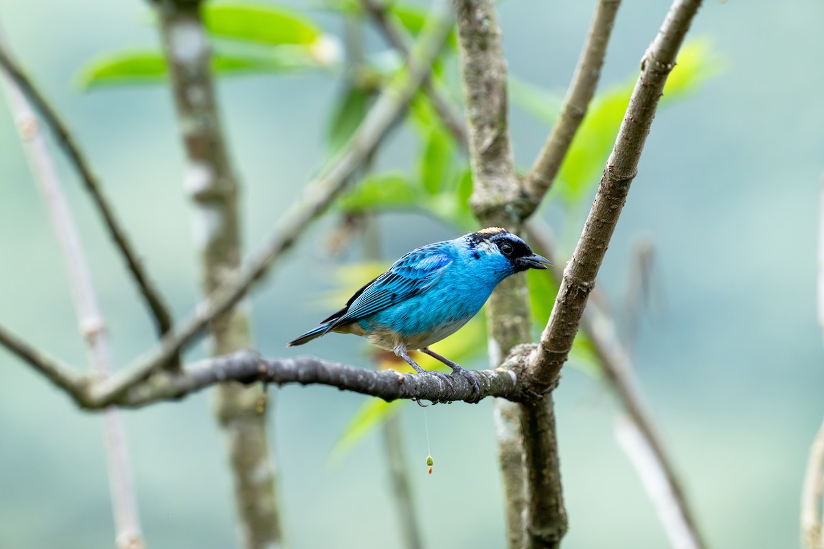 Golden-naped Tanager - ML642885857