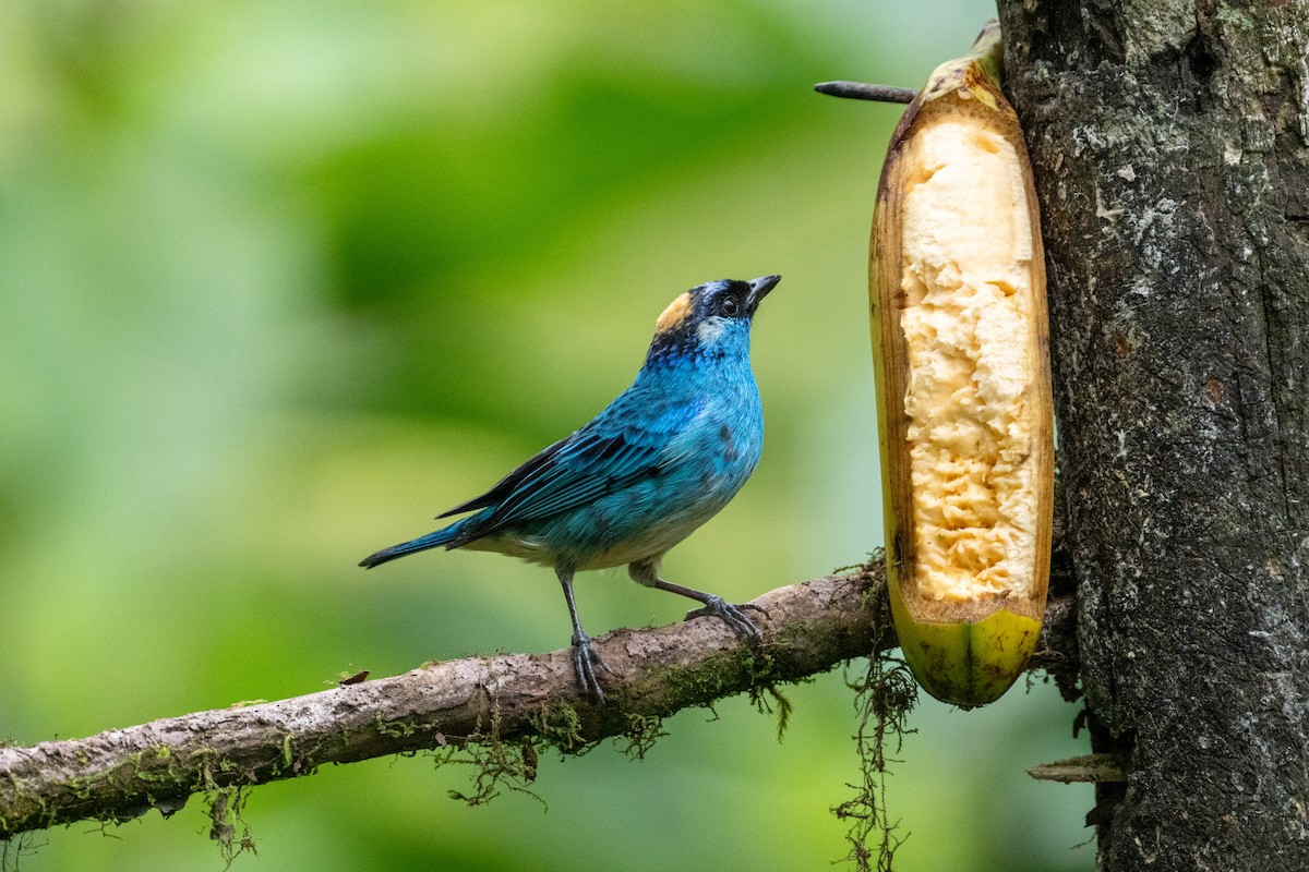 Golden-naped Tanager - ML642885858