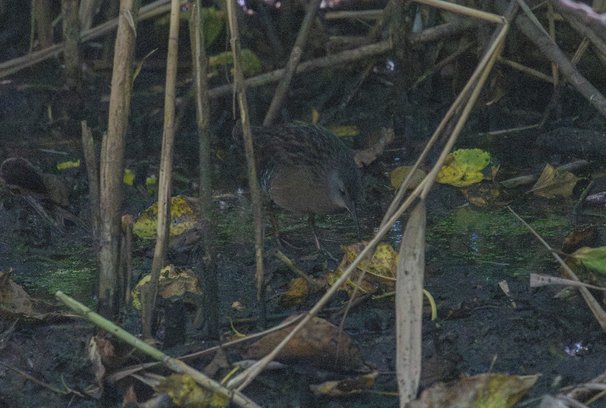 Virginia Rail - ML642885861