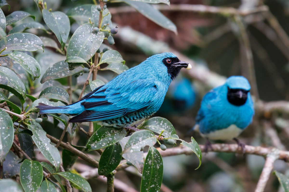 Swallow Tanager - ML642885862