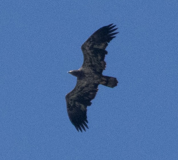 Bald Eagle - ML642885865