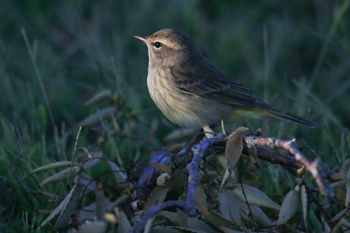 Palm Warbler - ML642885868