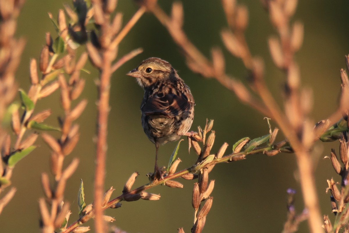 Song Sparrow (melodia/atlantica) - ML642885870