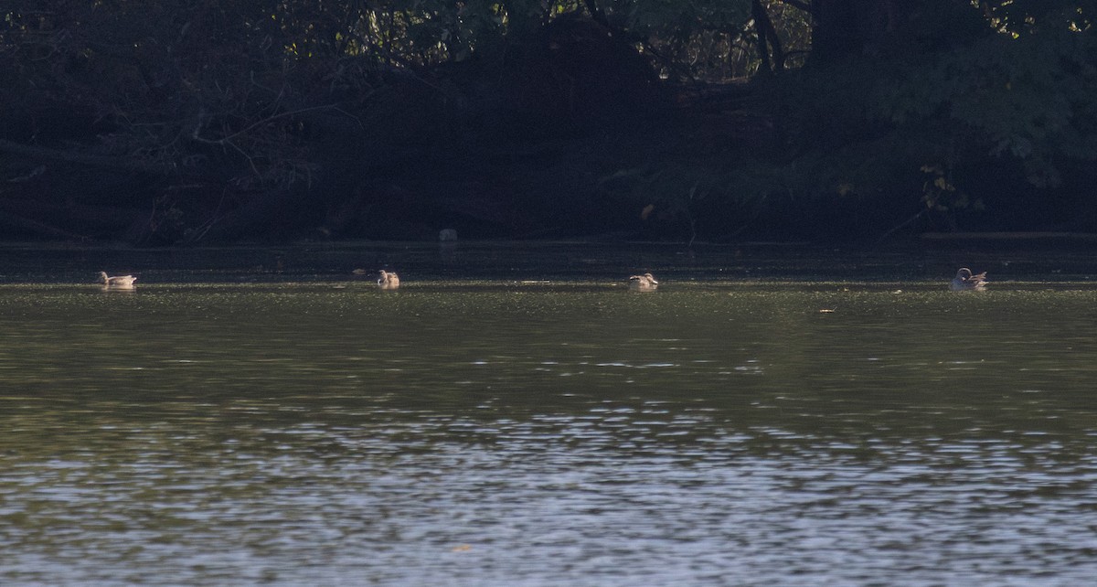 Green-winged Teal - ML642885875