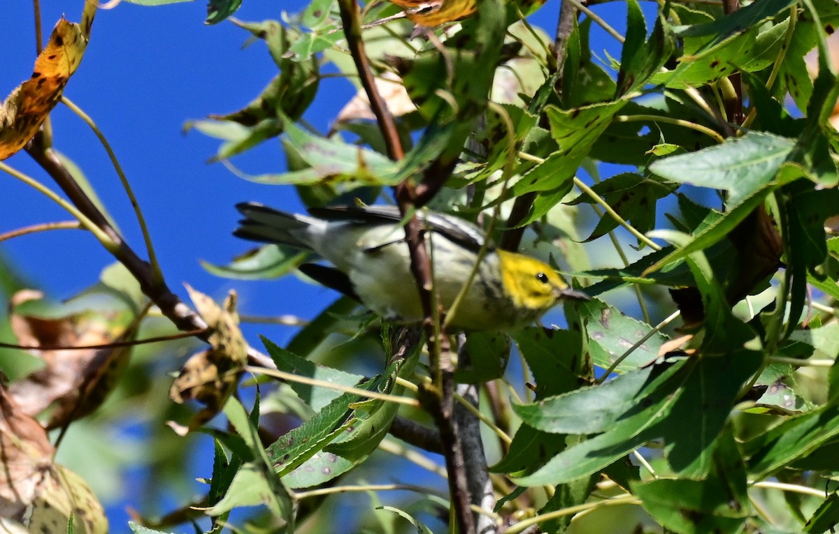 grønnparula - ML642885876