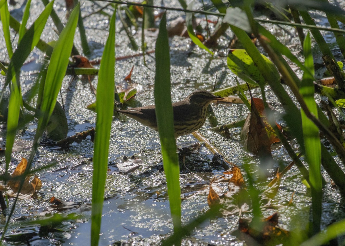 Northern Waterthrush - ML642885880