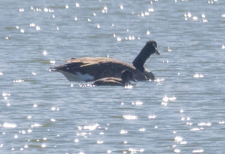 Ring-necked Duck - ML642885885
