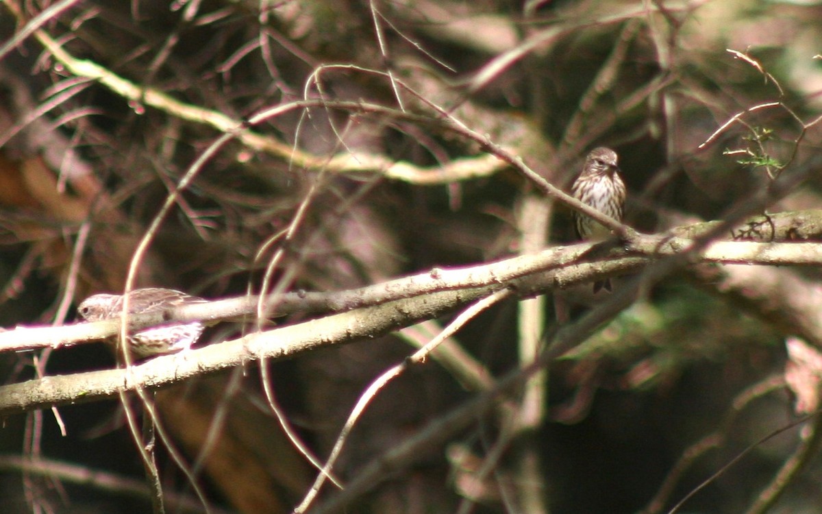 Pine Siskin - ML642885897