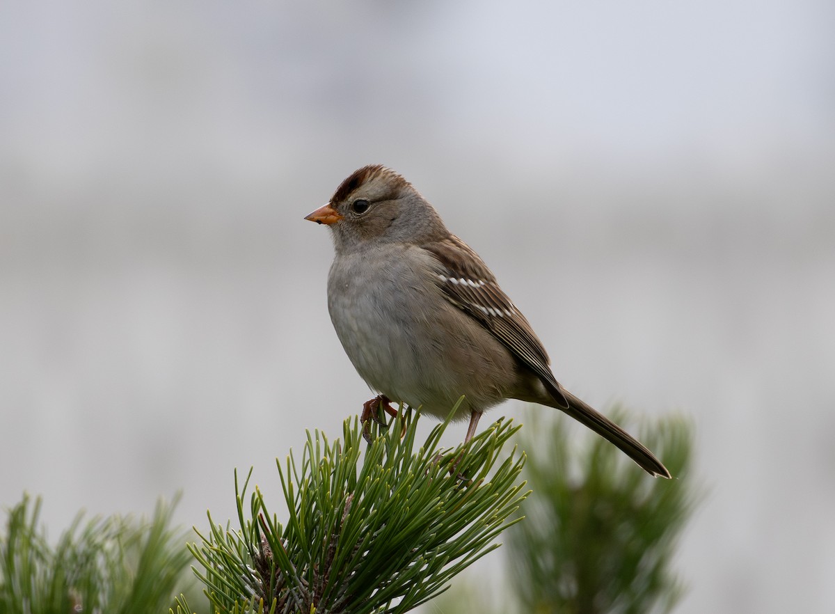 White-crowned Sparrow - ML642885898