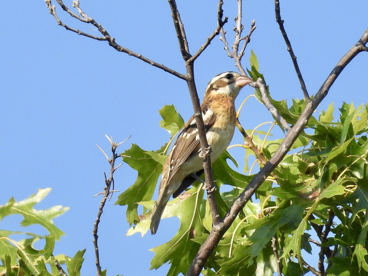 Rose-breasted Grosbeak - ML642885901