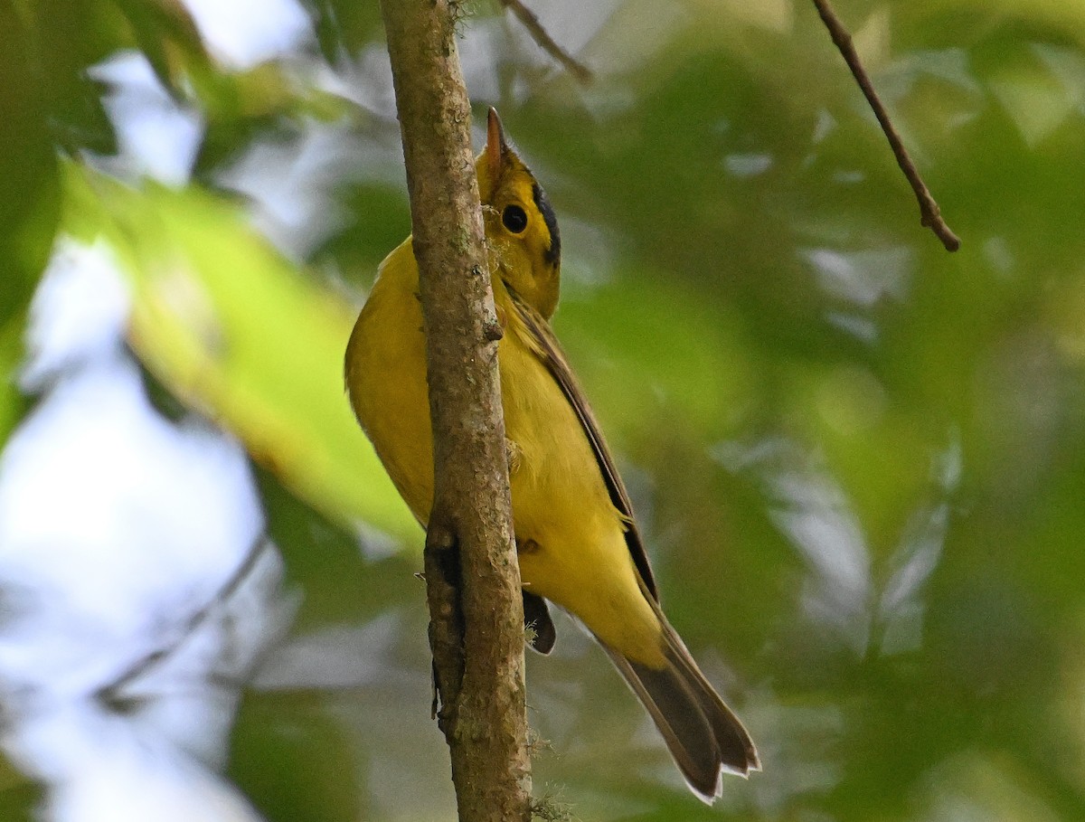 Wilson's Warbler - ML642885902