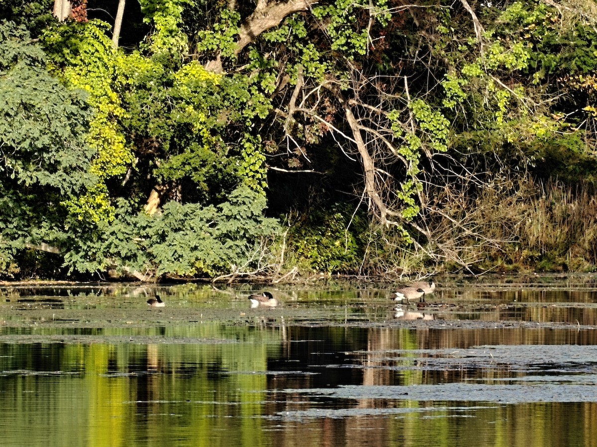 Canada Goose - ML642885903