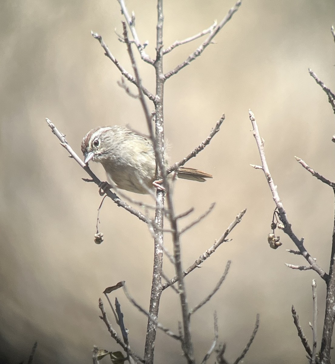 Rufous-crowned Sparrow - ML642885905