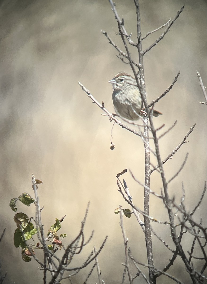 Rufous-crowned Sparrow - ML642885906