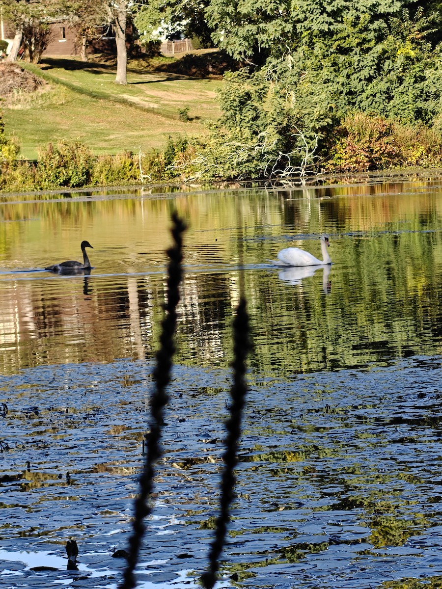 Mute Swan - ML642885907