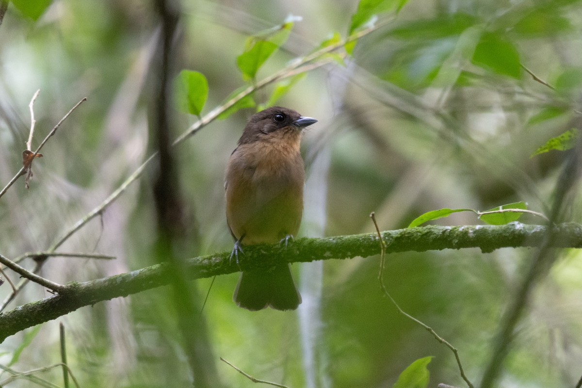 Black-goggled Tanager - ML642885919