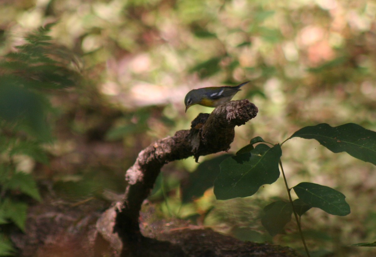 Northern Parula - ML642885921