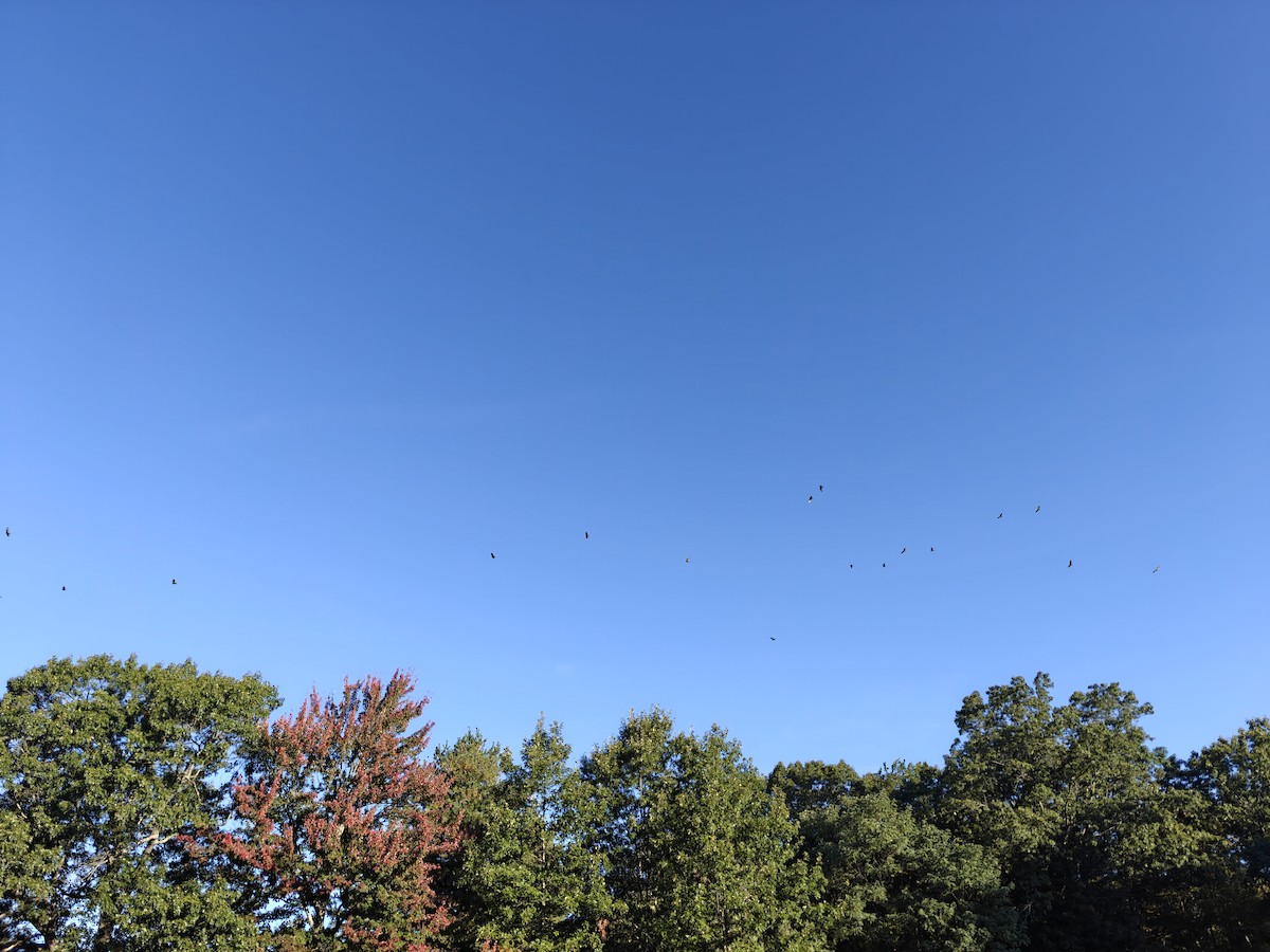 Turkey Vulture - ML642885937