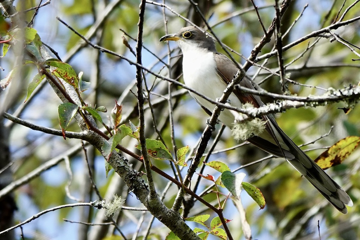 gulnebbgjøk - ML642885955