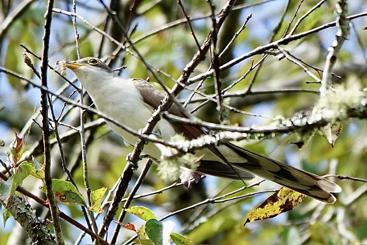 gulnebbgjøk - ML642885956