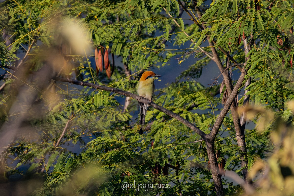 Motmot à tête rousse - ML642885968