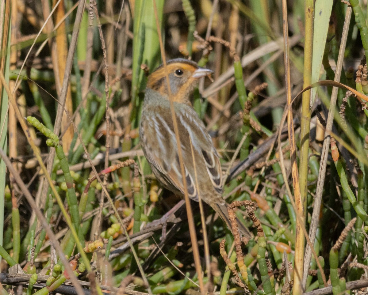Nelson's Sparrow - ML642885970
