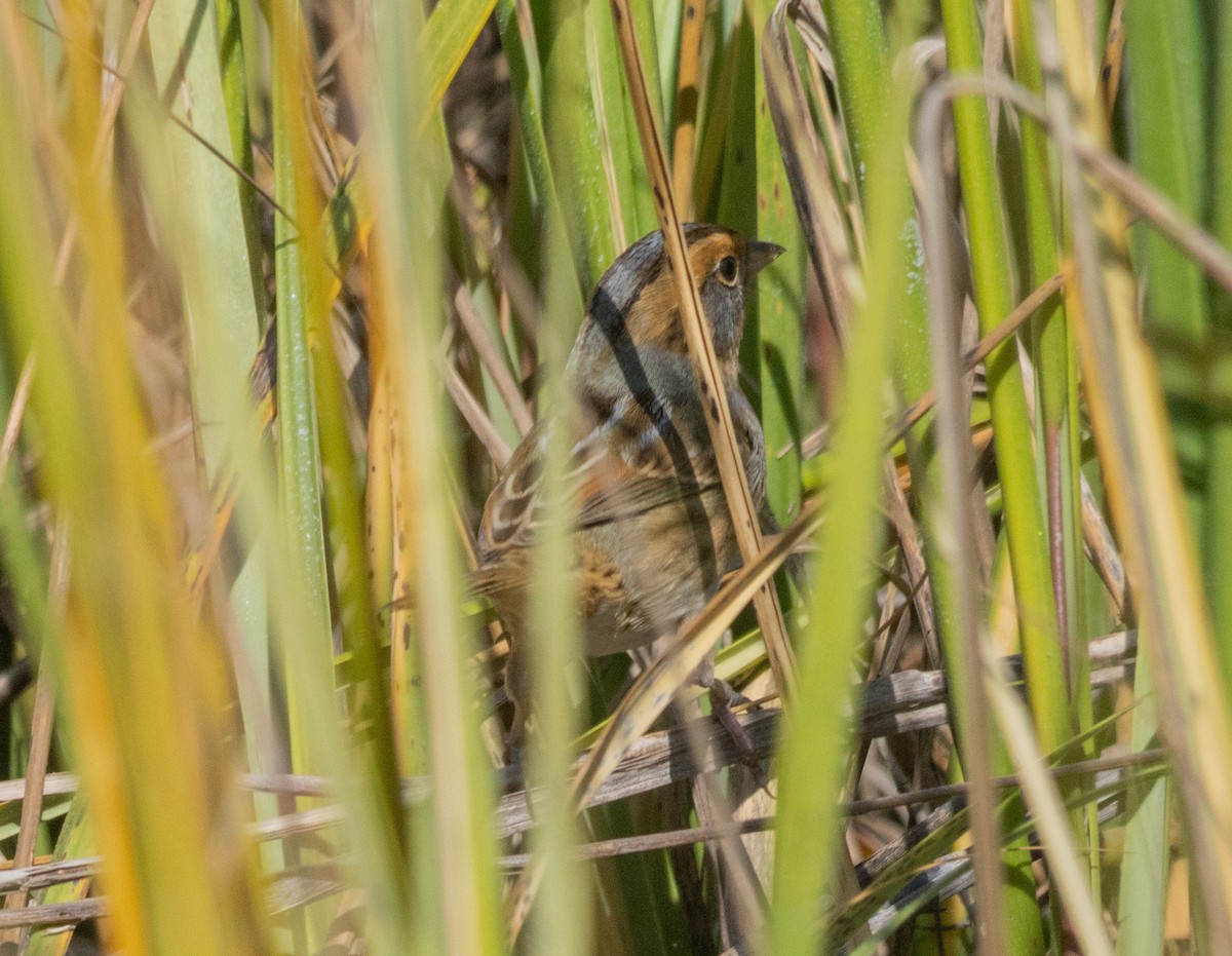 Nelson's Sparrow - ML642885971