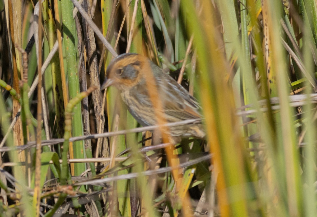 Nelson's Sparrow - ML642885975