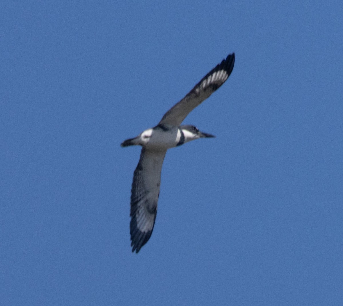 Belted Kingfisher - ML642885988