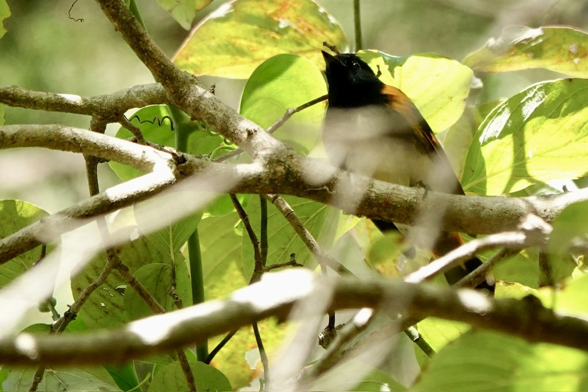rødstjertparula - ML642886012