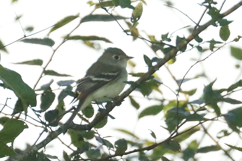 tanımsız Empidonax sp. - ML642886014