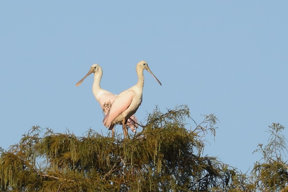 Pembe Kaşıkçı - ML642886021