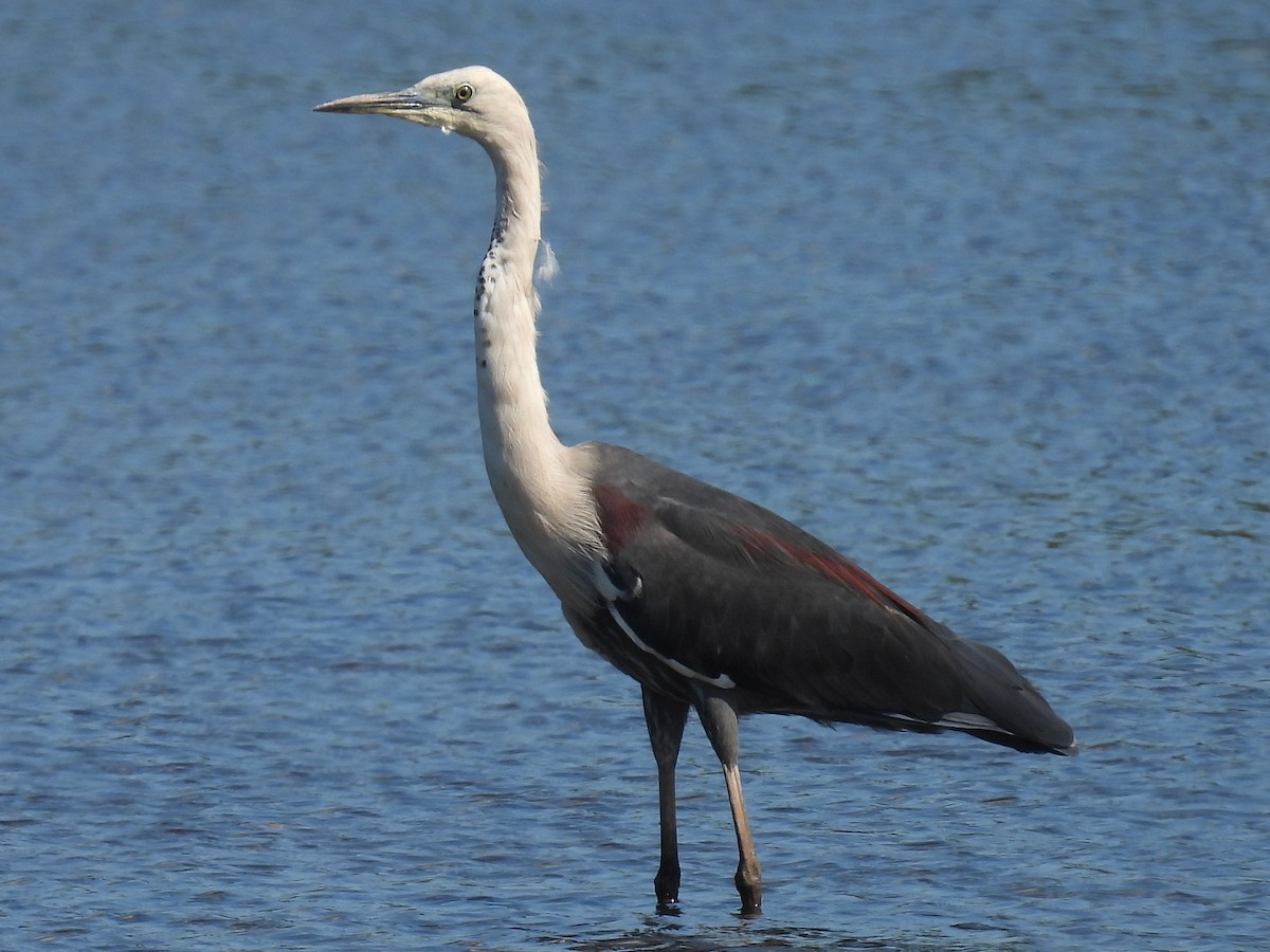 Pacific Heron - ML642886034