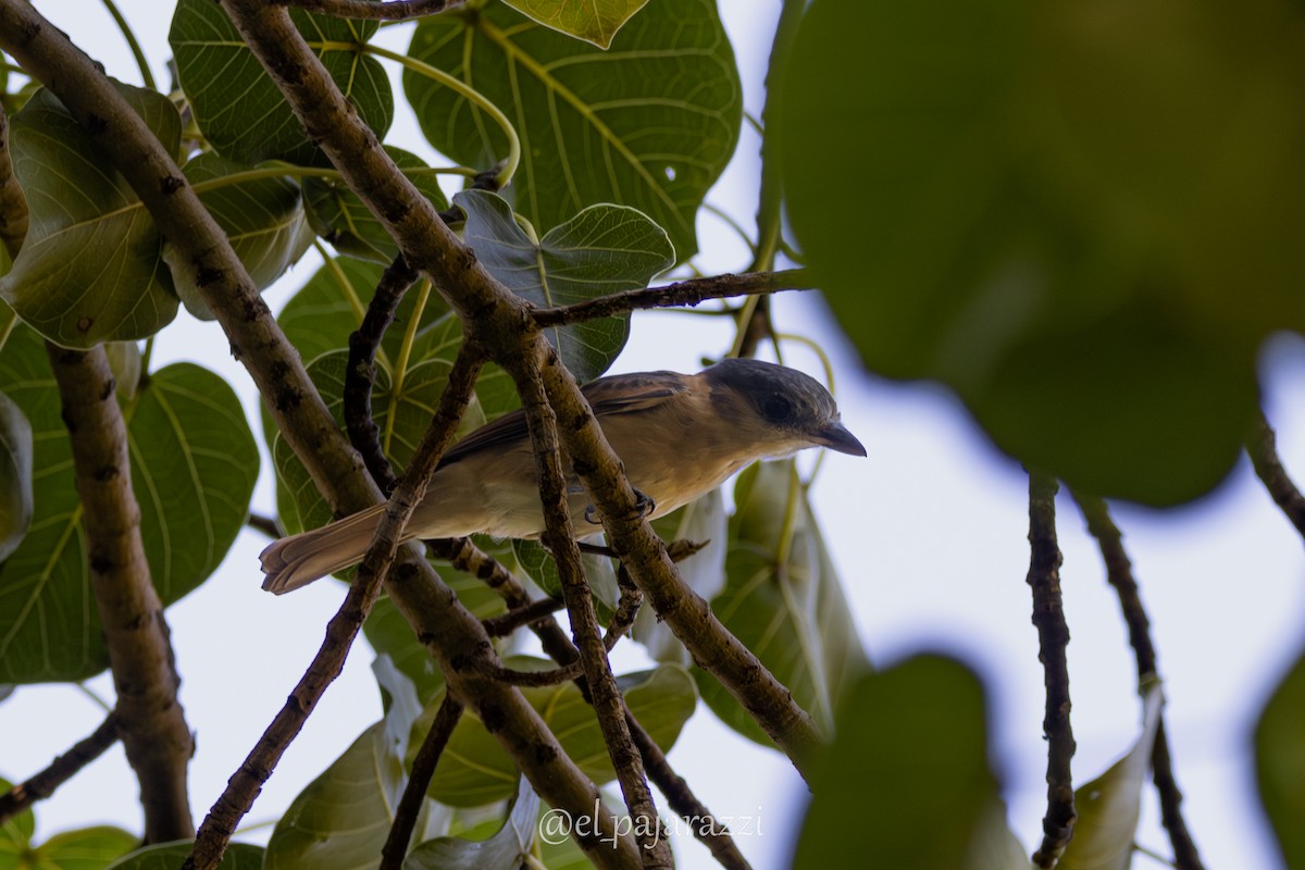 Rose-throated Becard - ML642886035