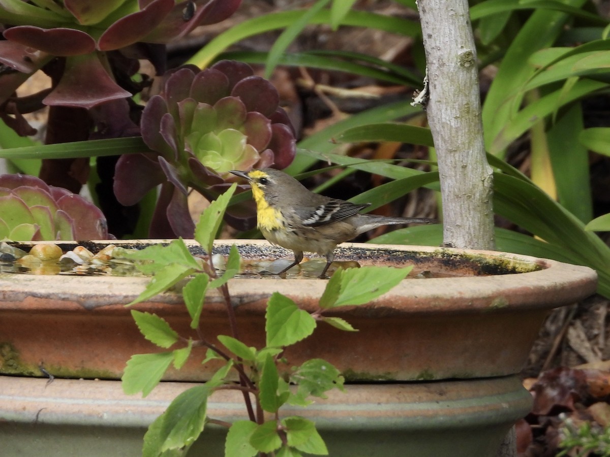 Grace's Warbler - ML642886036