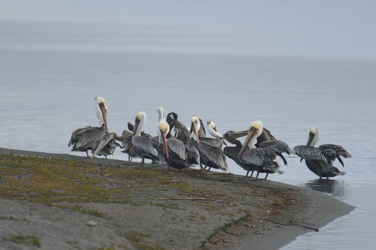 Brown Pelican - ML642886038