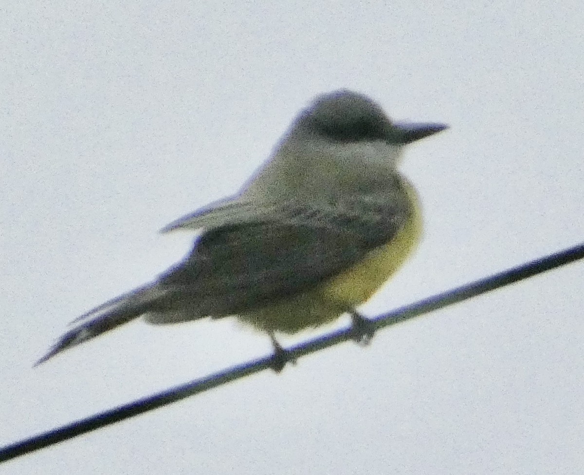 Tropical Kingbird - ML642886058