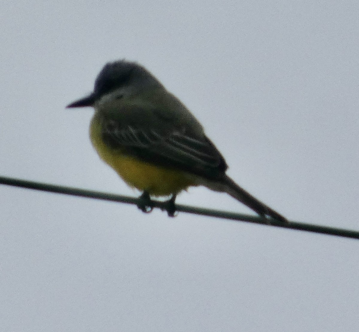 Tropical Kingbird - ML642886078