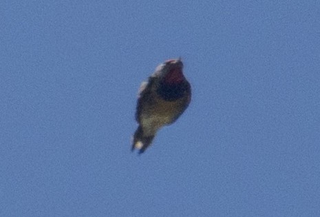 Yellow-bellied Sapsucker - ML642886093