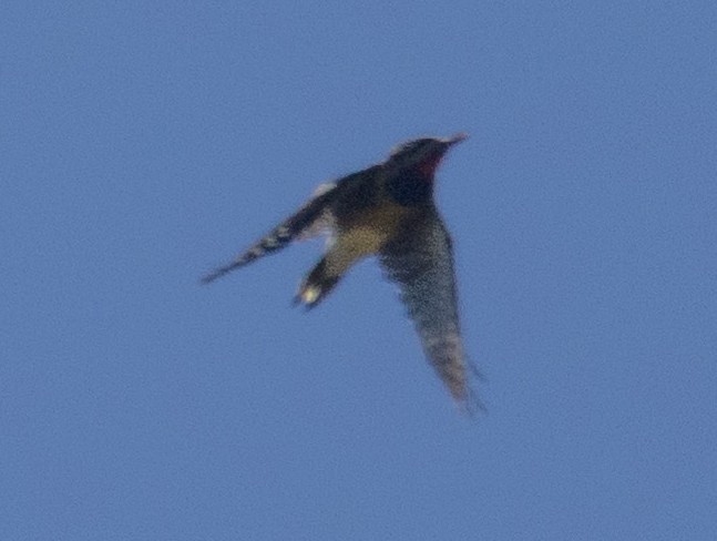 Yellow-bellied Sapsucker - ML642886094