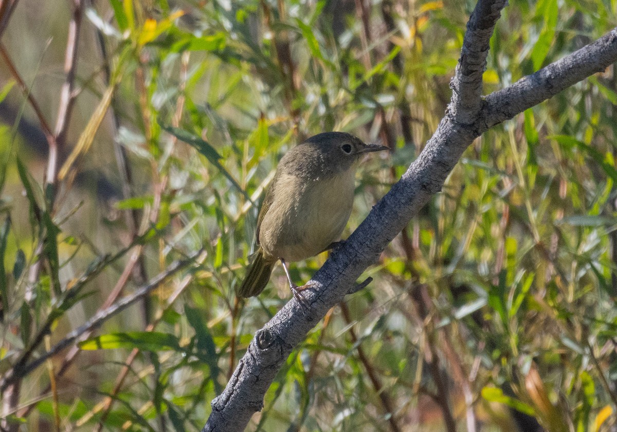 Common Yellowthroat - ML642886105